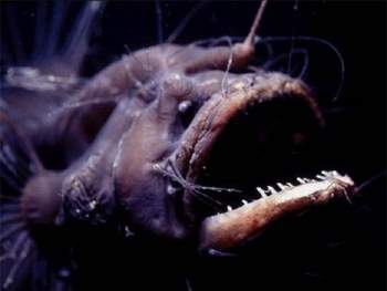 5 loài sinh vật ở đáy biển có thể khiến bạn gặp ác mộng khi gặp chúng - ảnh 3
