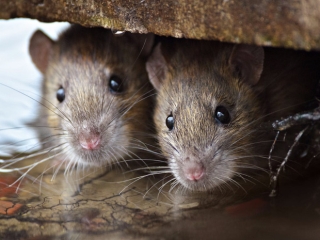 Sự trỗi dậy của loài chuột cống: Thực khách ăn uống ở vỉa hè New York liên tục bị chuột quấy rối và trấn lột thức ăn - Ảnh 2.