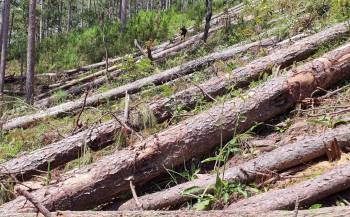 Hàng trăm cây thông bị cưa hạ xếp lớp giữa rừng -3