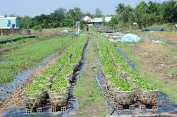 Nông dân Cần Thơ chuẩn bị mùa hoa Tết Nguyên đán: Lo lắng thời tiết, dịch bệnh - ảnh 4