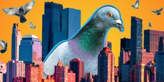 Đông đến mức không thể chịu nổi: Chim bồ câu đã xâm chiếm toàn bộ các thành phố của Mỹ như thế nào? - Ảnh 2.