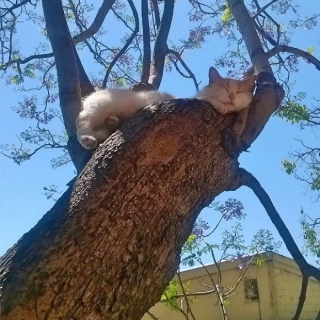 Bộ ảnh chứng minh nếu ngủ trên cây là nghệ thuật, thì bọn mèo là những nghệ sĩ đích thực - Ảnh 1.