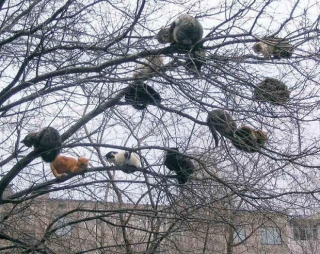 Bộ ảnh chứng minh nếu ngủ trên cây là nghệ thuật, thì bọn mèo là những nghệ sĩ đích thực - Ảnh 5.