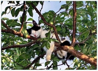 Bộ ảnh chứng minh nếu ngủ trên cây là nghệ thuật, thì bọn mèo là những nghệ sĩ đích thực - Ảnh 6.