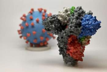 Kháng thể có thể suy giảm, nhưng tế bào B nhớ mặt virus SARS-CoV-2 và báo cho hệ miễn dịch sản xuất kháng thể tiêu diệt virus.
