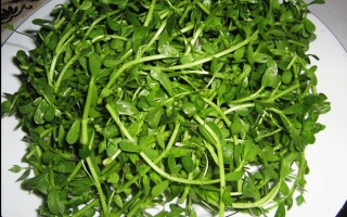 Những loại rau chia người Việt thành 2 phe tranh cãi rõ rệt, bị “kỳ thị” đa phần vì mùi hương khó ngửi - Ảnh 9.