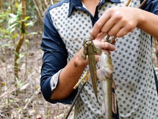 Việt Nam có một loài cá biết leo cây, chạy nhảy và còn là đặc sản nổi tiếng cả một vùng - Ảnh 5.