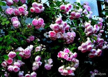 Triệu đóa hồng trong khu vườn đẹp như chốn bồng lai của cô giáo Việt tại Đức - Ảnh 1.