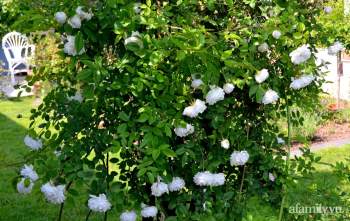 Triệu đóa hồng trong khu vườn đẹp như chốn bồng lai của cô giáo Việt tại Đức - Ảnh 17.