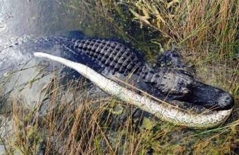 Được biết, cảnh tượng cá sấu mõm ngắn Mỹ “xơi tái” trăn khổng lồ này được du khách Steve Greene tình cờ ghi lại được khi đang tham quan đầm nước Everglades ở Florida, Hoa Kỳ.