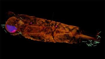 Ảnh chụp X-quang hé lộ khám phá đầy bất ngờ bên trong xác ướp Ai Cập 2000 năm tuổi - Ảnh 2.