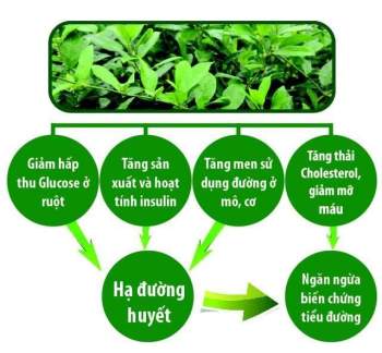 Cẩn trọng với dây thìa canh hỗ trợ điều trị bệnh tiểu đường không rõ nguồn gốc -0