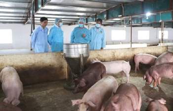 Bệnh dịch tại nhiều địa phương, lợn hơi sẽ tăng giá dịp cuối năm? - 1