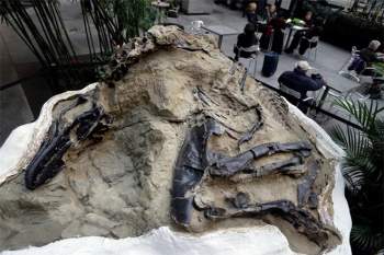 Bí ẩn hai chú khủng long mắc kẹt trong hoá thạch sau cuộc chiến sinh tử làm đau đầu các nhà khoa học - Ảnh 1.