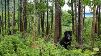 Cơ sở Bảo tồn gấu Ninh Bình xây dựng môi trường sống bán hoang dã cho gấu. Ảnh: FOUR PAWS Việt.