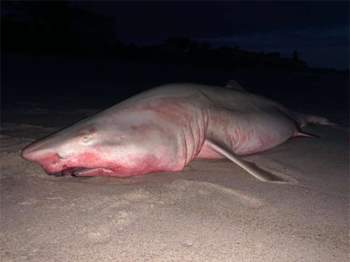 Cá mập khổng lồ Ch?t dạt bờ với tấm thân nhuộm đỏ, nhưng danh tính thủ phạm mới là thứ gây bất ngờ - Ảnh 1.