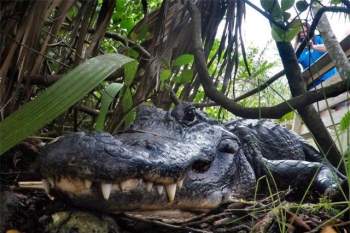Cá sấu là loài động vật lớn nhất có thể tự mọc lại các chi trên Trái đất - 1