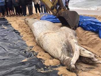 Cá voi nặng khoảng 2 tấn dạt vào bờ biển Quảng Bình - Ảnh 1.