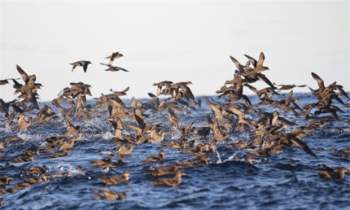 Cái Ch?t bí ẩn của hàng triệu con chim biển được giải đáp - Ảnh 2.
