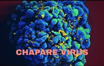 Virus Chapare có thể lan truyền từ người sang người.