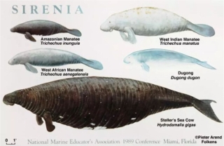 Chỉ mất 27 năm từ khi phát hiện ra đến khi tuyệt chủng, chuyện gì đã xảy ra với con vật khổng lồ dưới biển này? - Ảnh 2.