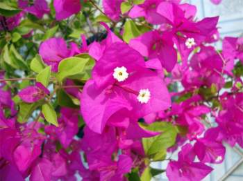 Chi hoa giấy có danh pháp khoa học là Bougainvillea.