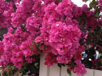 Bougainvillea glabra đôi khi được gọi là 