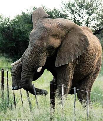 Chụp voi đi kiếm ăn ở rìa khu bảo tồn, nhiếp ảnh gia kinh ngạc vì hành động cực thông minh của con vật - Ảnh 1.