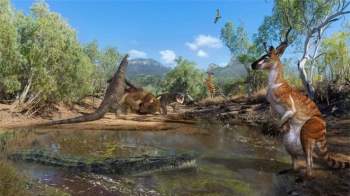 Để sổng mất con mồi lớn là Kangaroo, kỳ đà khổng lồ trút giận lên loài rắn cực độc - Ảnh 1.