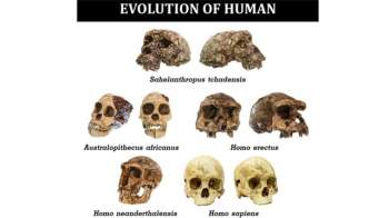 Có bao nhiêu loài người tiền sử từng sống trên Trái Đất? - 2
