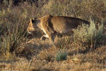 Trong chuyến du lịch tới một khu bảo tồn động vật hoang dã ở Botswana, nhiếp ảnh gia Jayesh Mehta đến từ Chicago (Mỹ), đã may mắn ghi lại được khoảnh khắc một con linh dương thoát ch*t ngoạn mục khỏi cuộc tấn công của một con sư tử cái. 