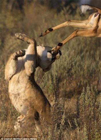 Tuy nhiên, nhiếp ảnh gia Jayesh Mehta sau đó nhận thấy rằng con linh dương may mắn thoát ch*t một phần là nhờ con sư từ cái bị mù một bên mắt, làm giảm khả năng săn mồi của nó. 