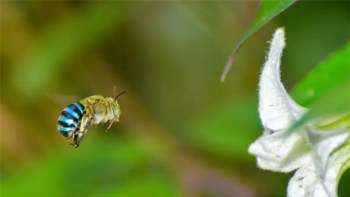 Cực hiếm loài ong màu xanh da trời - 1