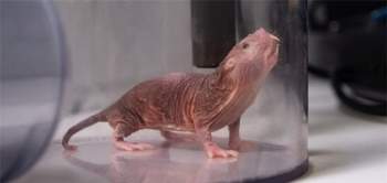 Cuộc đời bí ẩn của con chuột chũi già nhất thế giới: Thách thức tử thần, sắp ăn sinh nhật ở cái tuổi cao gấp 9 lần đồng loại - Ảnh 6.