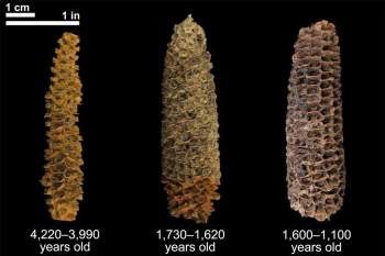 Lõi ngô có niên đại từ 4.000 năm (trái) đến 1.000 năm (phải). Ảnh: Thomas Harper.