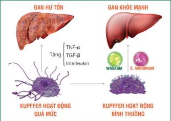 Mô tả ảnh