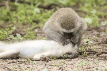 Con khỉ ghé sát miệng làm hành động hô hấp nhân tạo cho con khỉ cái đang nằm giữa đất. Ảnh: Solent News.