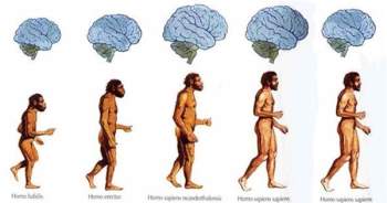 Dữ liệu cho thấy từ Thời Đồ đá tới nay, não con người đang teo nhỏ lại - Ảnh 1.