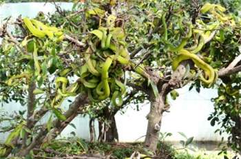 Gan to lại gần những cây bonsai này, bạn sẽ biết ngay thế nào là hồn lìa khỏi xác - 1