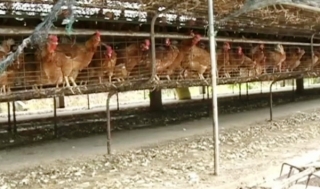 Các trang trại chăn nuôi quá nhiều như tra tấn sức khỏe người dân Cư Êbur.