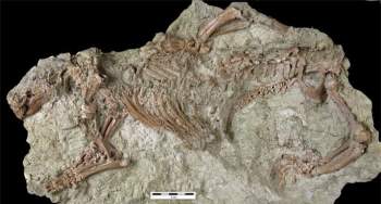 Hãi hùng con thú điên nguyên vẹn 66 triệu tuổi, sống giữa khủng long - Ảnh 3.