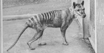 Hé lộ thông tin chưa từng được biết đến ở hổ Tasmania - 1