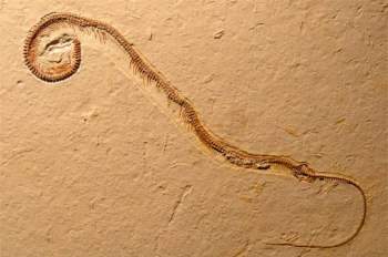 Đây là hóa thạch rắn có niên đại lâu đời nhất. Ảnh Sci-news