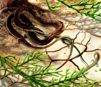 Mô phỏng lại hình ảnh loài rắn 4 chân bắt kỳ nhông. Ảnh Sci-news