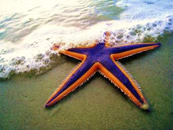 7 loài sao biển đẹp trên thế giới - Ảnh 5.