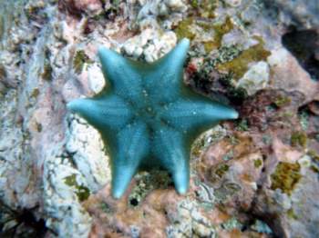 7 loài sao biển đẹp trên thế giới - Ảnh 6.