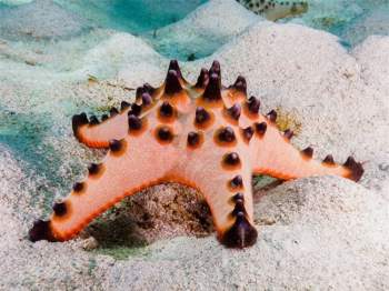 7 loài sao biển đẹp trên thế giới - Ảnh 8.