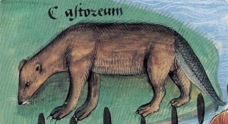 Khi họa sĩ thời Trung Cổ trổ tài vẽ lại động vật qua lời kể, con nào cũng sai trái hết hồn luôn - Ảnh 9.