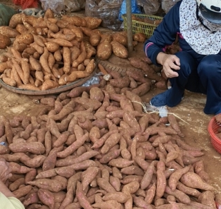 Khoai lang mật giá rẻ ngập chợ, dân buôn chỉ “mánh” tránh mua phải hàng Tàu - 1