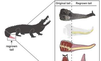 Không ai biết rằng cá sấu có thể mọc lại đuôi giống thằn lằn - Ảnh 2.